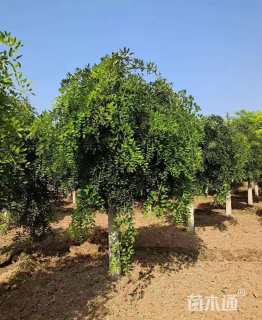 20公分龙爪槐
