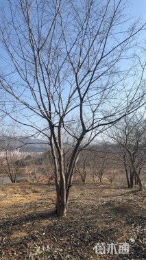 50公分(4杆)丛生朴树