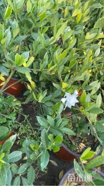 高度40厘米栀子花