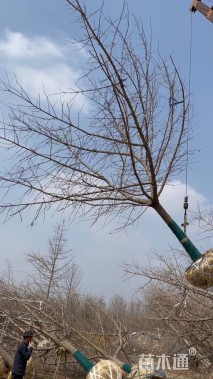 25公分嫁接银杏