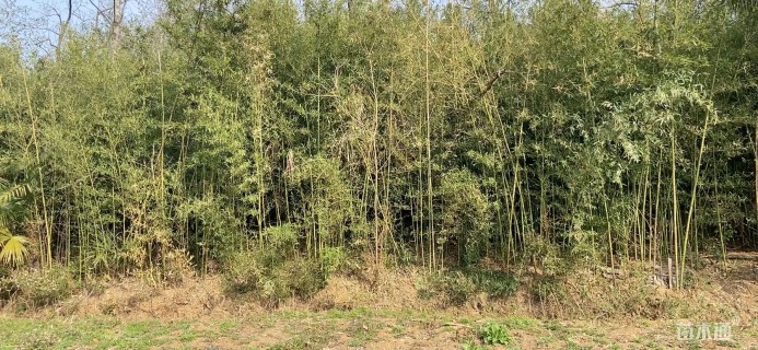 高度400厘米旱伞草