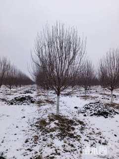 10公分绚丽海棠