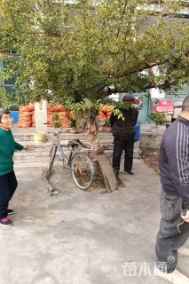 高度300厘米石榴