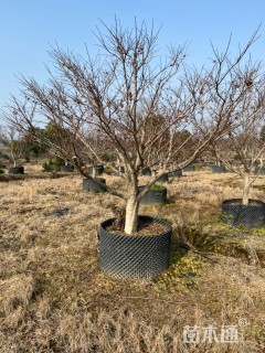 16公分日本红枫