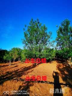 高度800厘米丛生白蜡