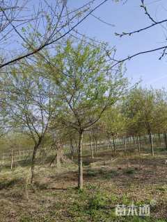 12公分朴树