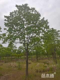 50公分(5杆)丛生乌桕