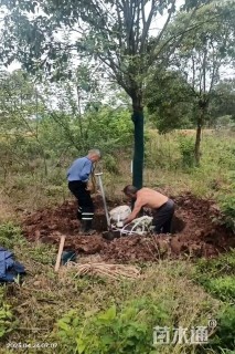 15公分大叶女贞