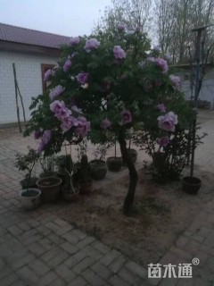 高度230厘米牡丹