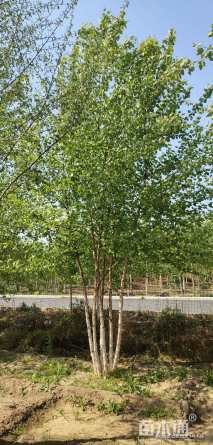 高度500厘米丛生白桦