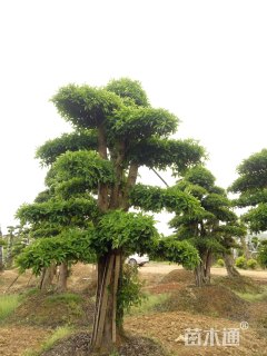 30公分椤木石楠