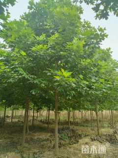 25公分杂交马褂木