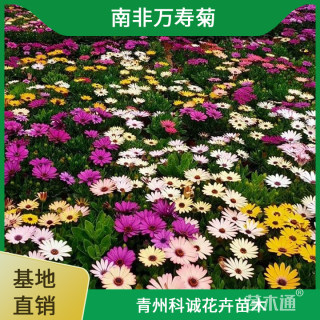 高度36厘米南非万寿菊