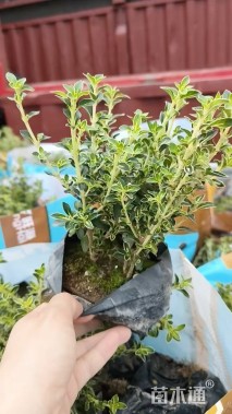 高度20厘米六月雪小苗