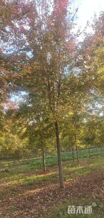 16公分美国红枫