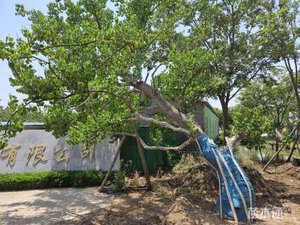 30公分造型乌桕