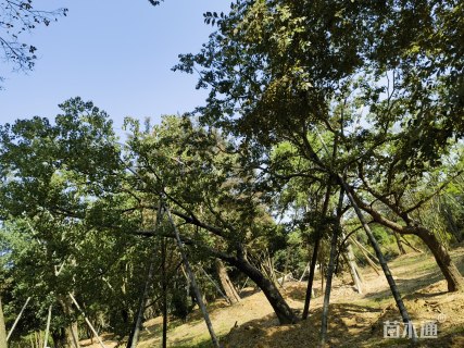 18公分丛生乌桕