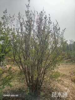 高度250厘米丛生石榴