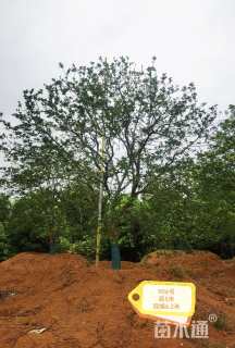 25公分丛生香橼