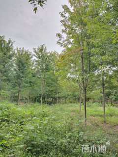 12公分美国红枫