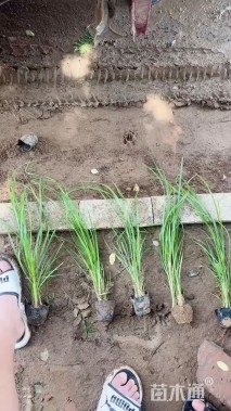 高度50厘米矮蒲苇