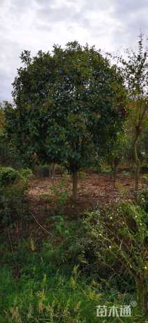 高度400厘米中华石楠