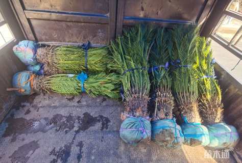 裸干高20厘米多头苏铁