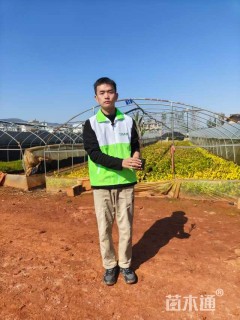 高度25厘米翠芦莉