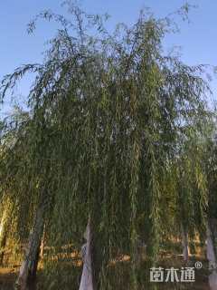 20公分嫁接垂柳