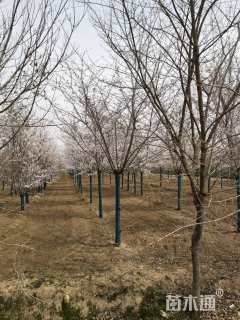 10公分普贤象樱花