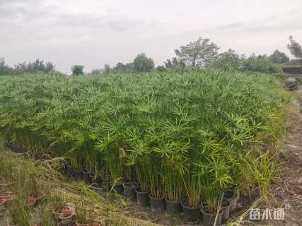 高度150厘米旱伞草