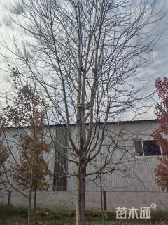 22公分美国红枫