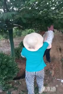 13公分日本晚樱