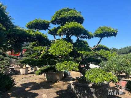 容器苗造型罗汉松