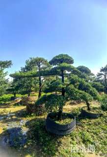 13公分台湾罗汉松