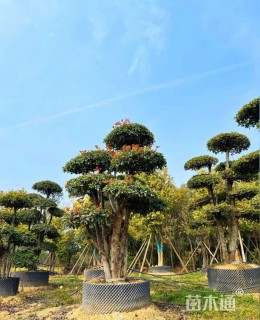 35公分造型椤木石楠