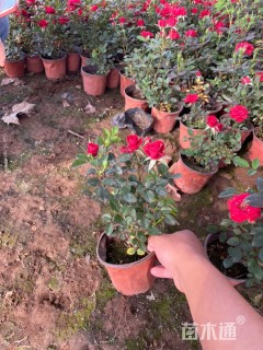 高度15厘米月季