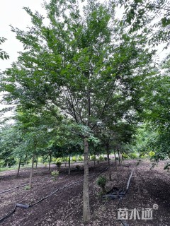 16公分朴树