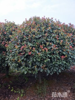 冠幅1500厘米红叶石楠球