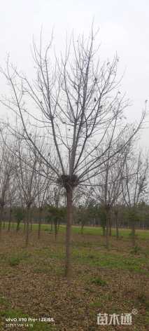 15公分金叶复叶槭