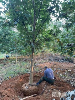 15公分杂交马褂木