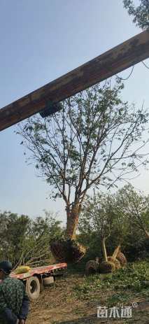 50公分丛生无患子