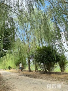 30公分垂柳