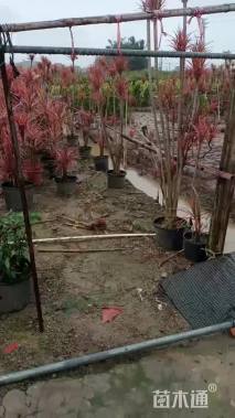 高度30厘米马尾铁