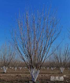高度400厘米丛生白蜡
