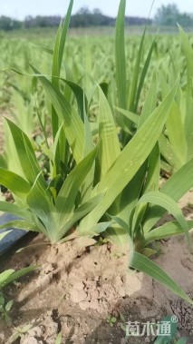 高度30厘米蓝花鸢尾