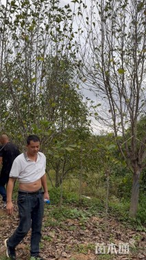 高度1000厘米丛生五角枫