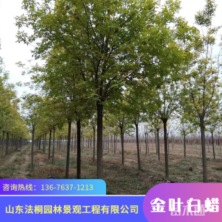 18公分金叶白蜡