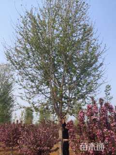 20公分美国红枫