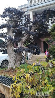 15公分造型红花继木桩